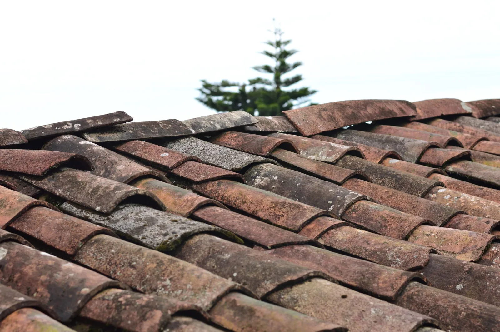 how much would roof replacement cost for a standard asphalt shingle roof